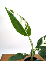 Musa Aeae Variegated Banana - Exact Plant 1 Gallon Pot - #25B