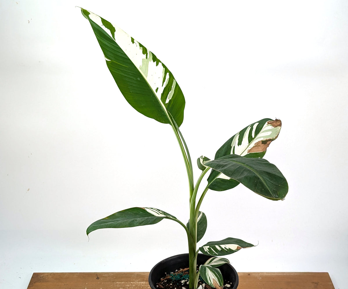 Musa Aeae Variegated Banana - Exact Plant 1 Gallon Pot - #25B