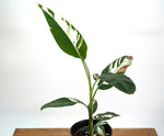 Musa Aeae Variegated Banana - Exact Plant 1 Gallon Pot - #25B