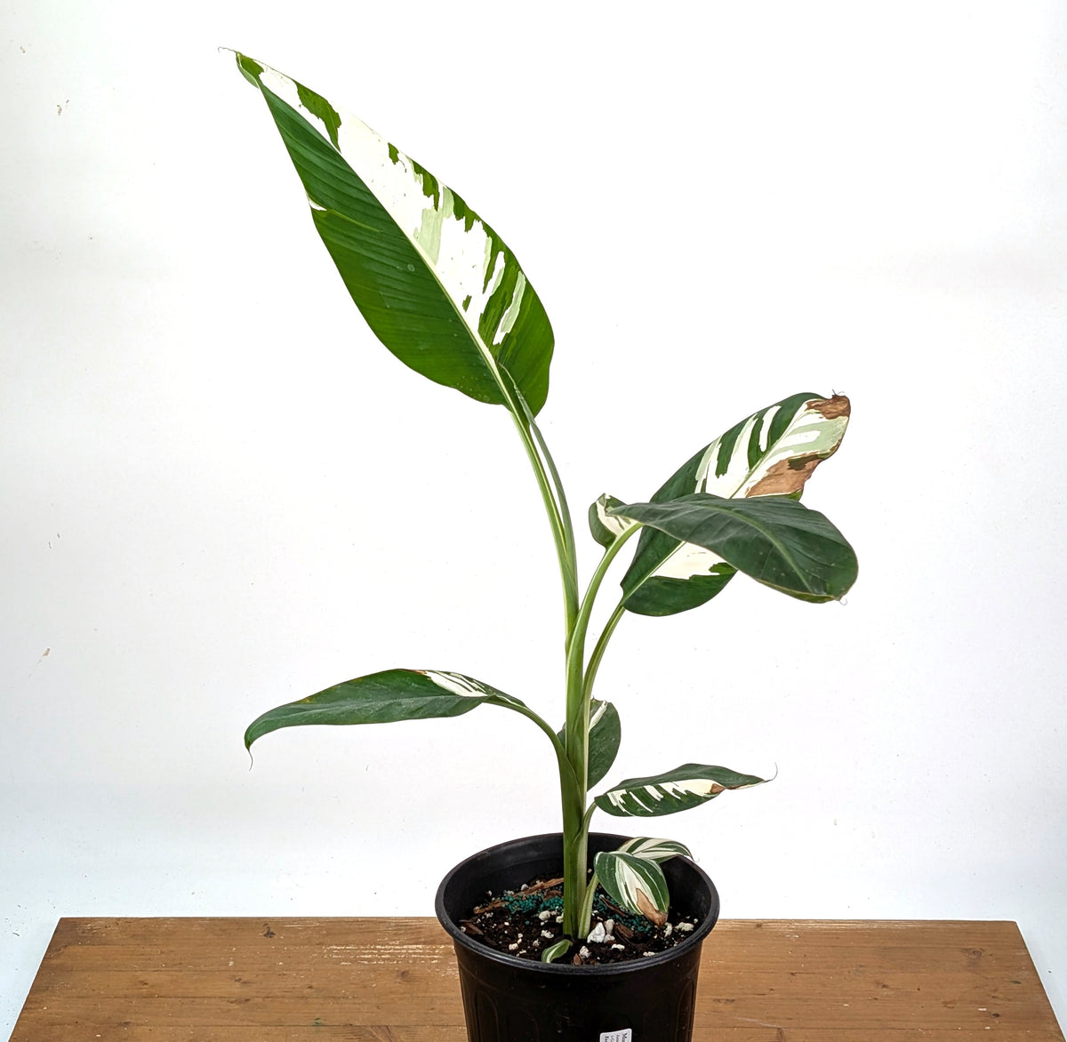 Musa Aeae Variegated Banana - Exact Plant 1 Gallon Pot - #25B