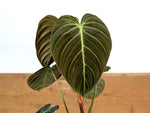 Philodendron Rubrijuvenile x Melanochrysum (Hybrid)