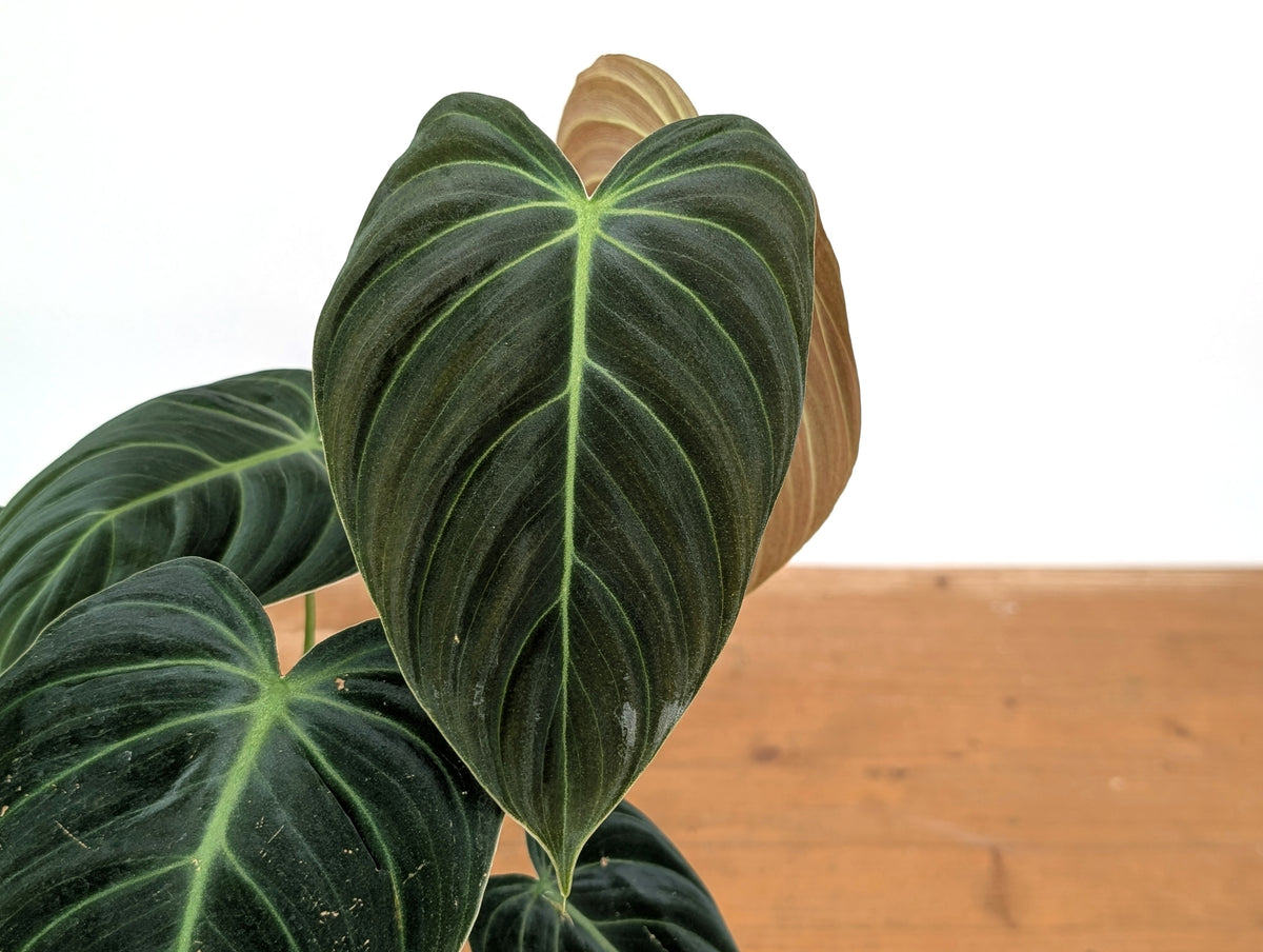Philodendron Rubrijuvenile x Melanochrysum (Hybrid)