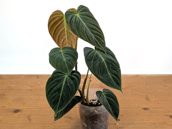 Philodendron Rubrijuvenile x Melanochrysum (Hybrid)
