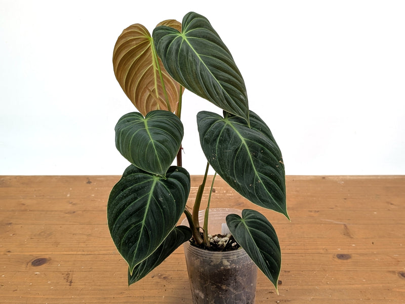 Philodendron Rubrijuvenile x Melanochrysum (Hybrid)