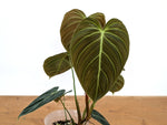 Philodendron Rubrijuvenile x Melanochrysum (Hybrid)