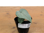Anthurium Silver