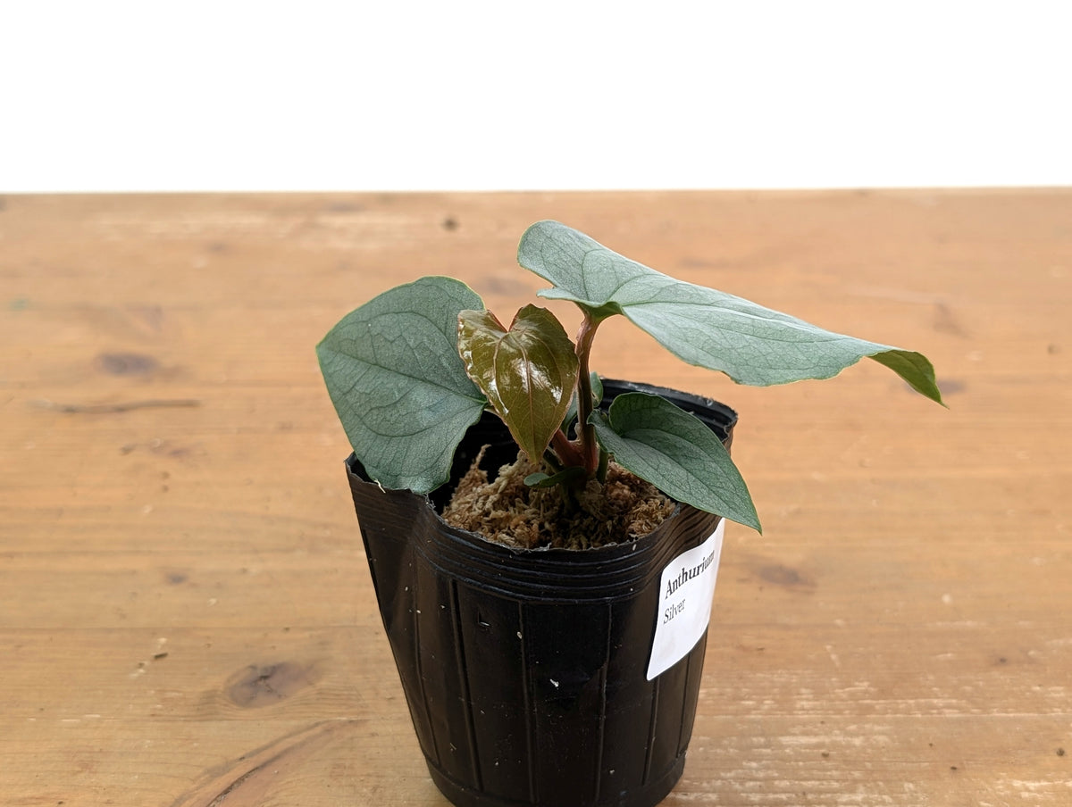 Anthurium Silver