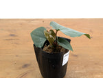 Anthurium Silver
