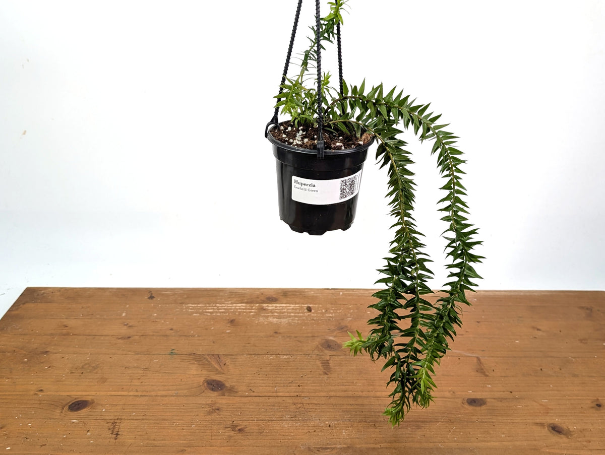 Huperzia Goebelii Green