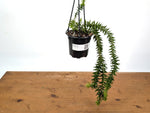 Huperzia Goebelii Green