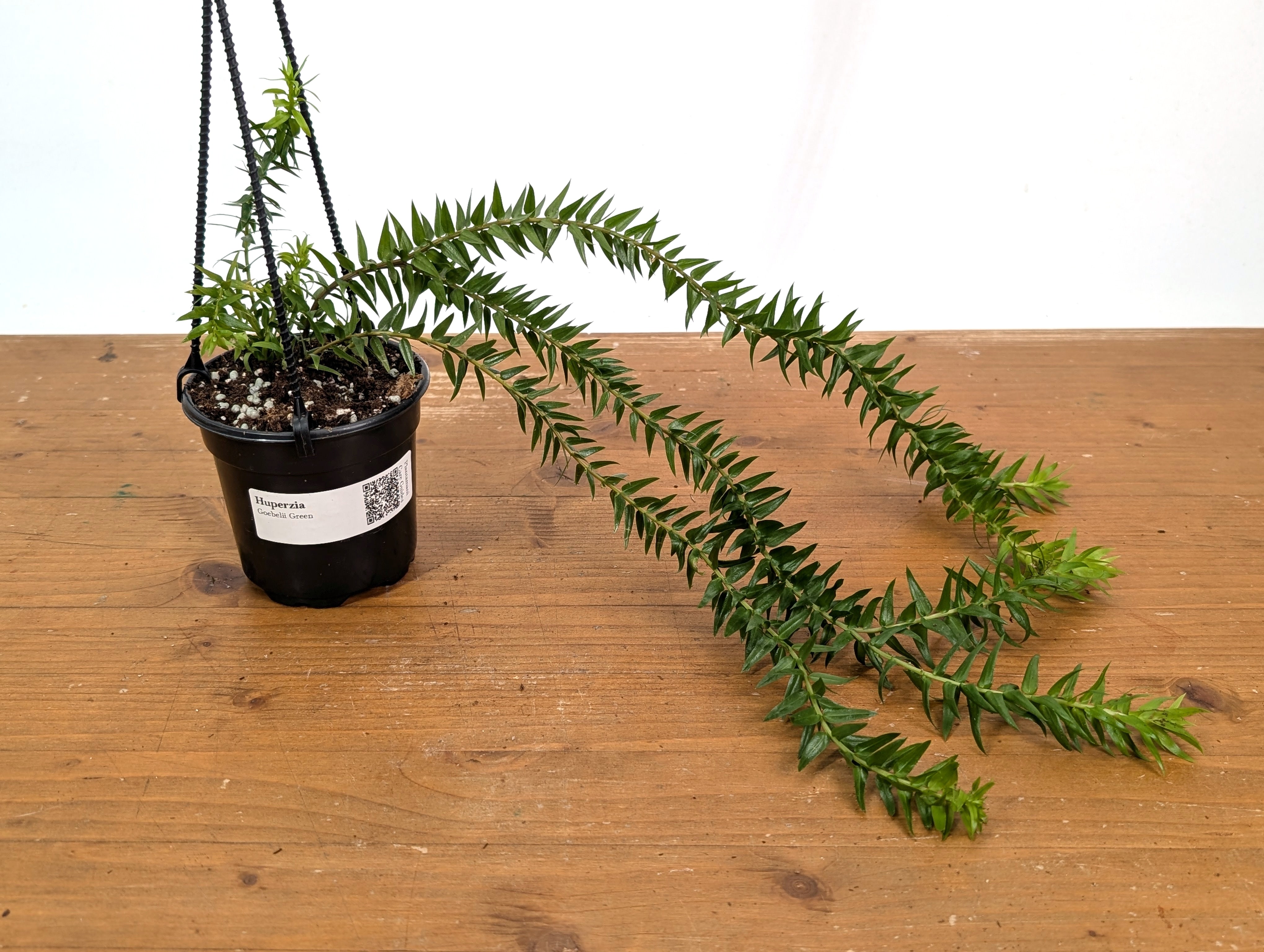 Huperzia Goebelii Green – Plantamani Plants