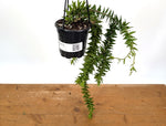 Huperzia Goebelii Green