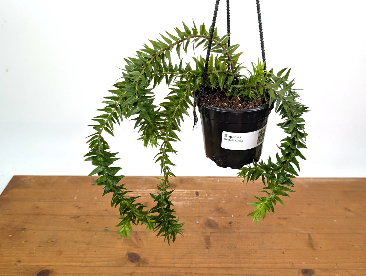 Huperzia Goebelii Green