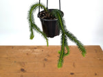 Huperzia Squarrosa 'Thailand'