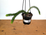 Huperzia Squarrosa 'Thailand'