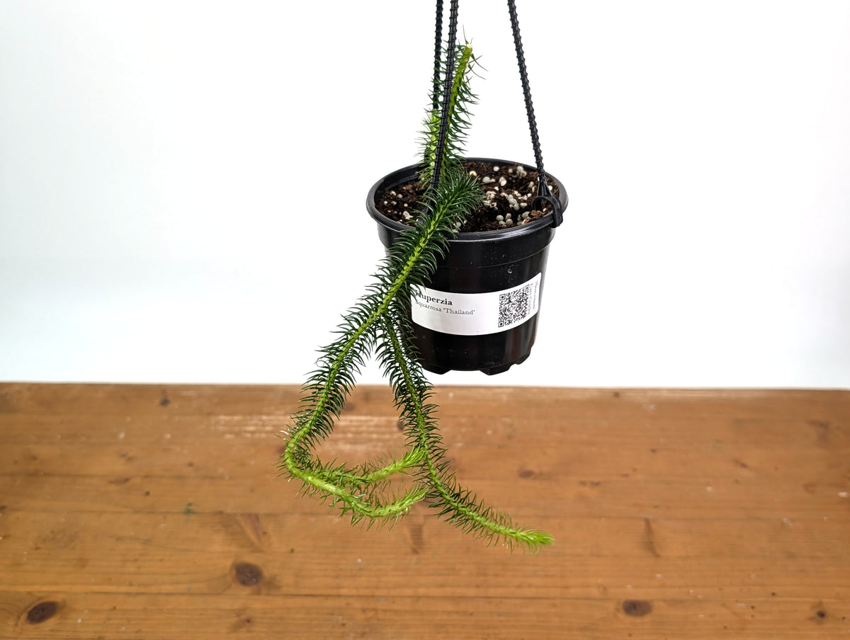 Huperzia Squarrosa 'Thailand'