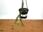 Huperzia Squarrosa 'Thailand'