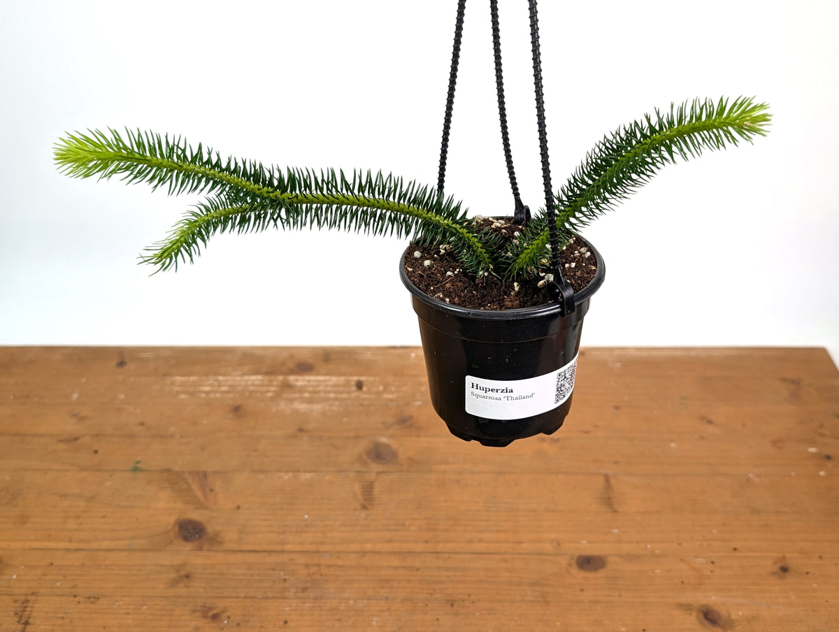 Huperzia Squarrosa 'Thailand'