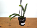 Huperzia Squarrosa 'Thailand'