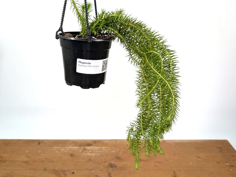 Huperzia Squarrosa 'New Guinea'