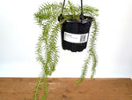 Huperzia Squarrosa 'New Guinea'