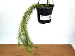 Huperzia Squarrosa 'New Guinea'