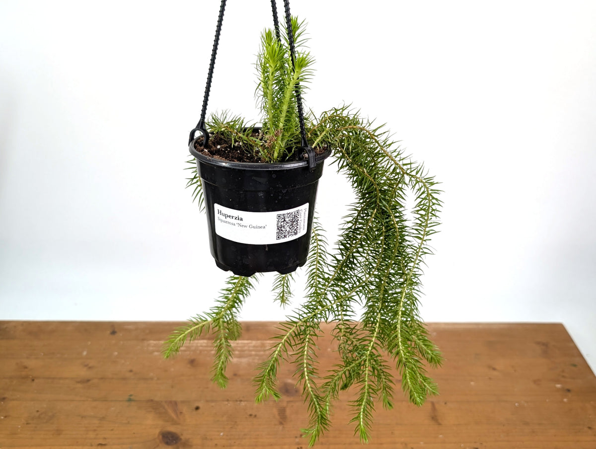 Huperzia Squarrosa 'New Guinea'