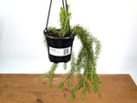 Huperzia Squarrosa 'New Guinea'