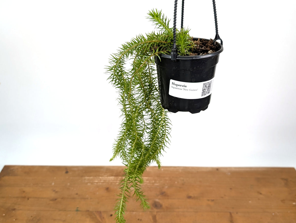 Huperzia Squarrosa 'New Guinea'