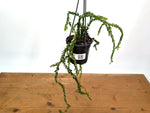 Huperzia Nummulariifolius 'Swan Tail'