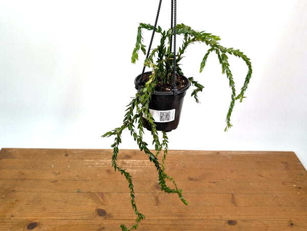 Huperzia Nummulariifolius 'Swan Tail'
