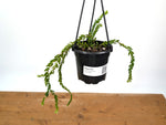 Huperzia Nummulariifolius 'Swan Tail'