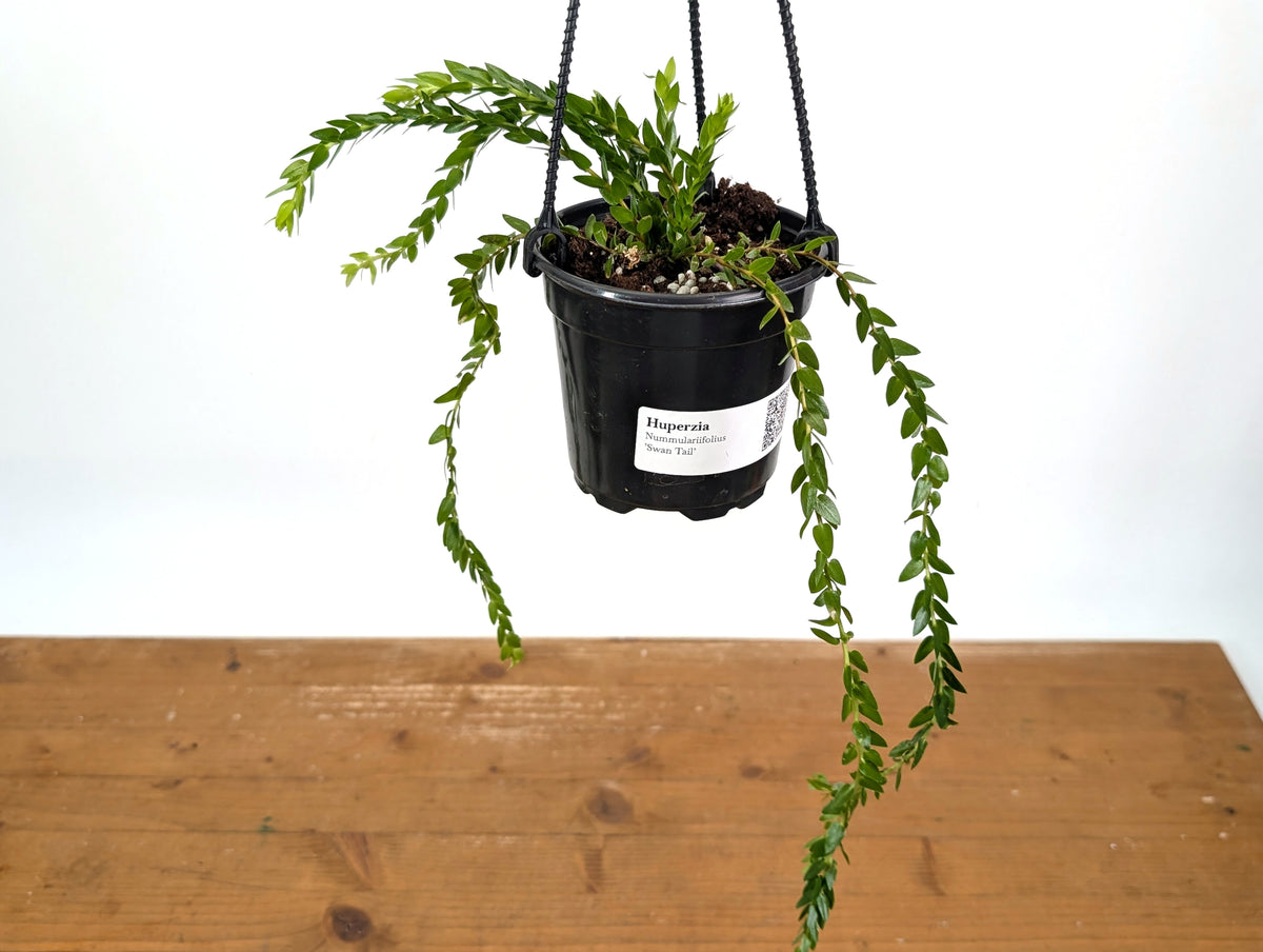 Huperzia Nummulariifolius 'Swan Tail'