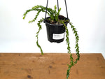 Huperzia Nummulariifolius 'Swan Tail'