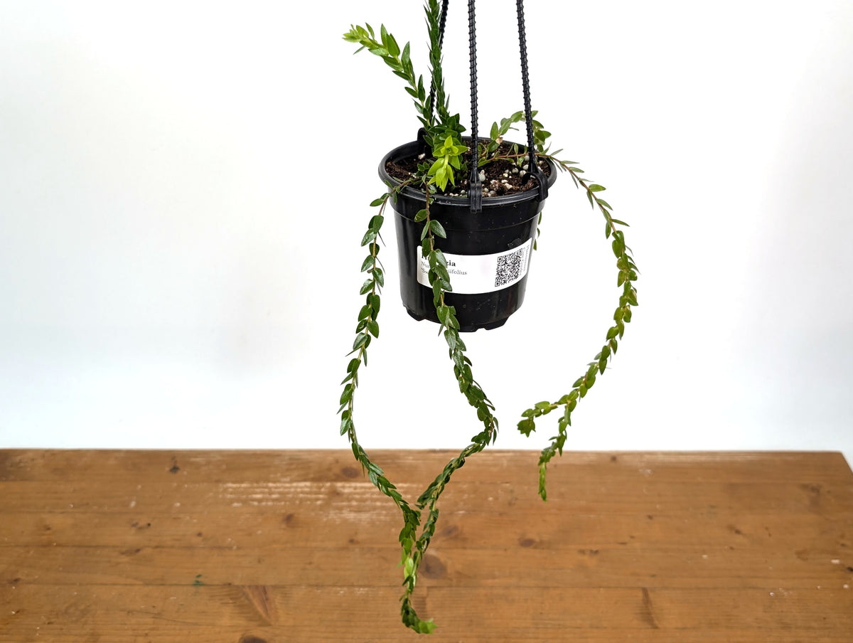 Huperzia Nummulariifolius 'Swan Tail'