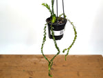 Huperzia Nummulariifolius 'Swan Tail'