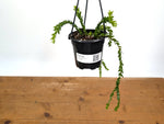 Huperzia Nummulariifolius 'Swan Tail'
