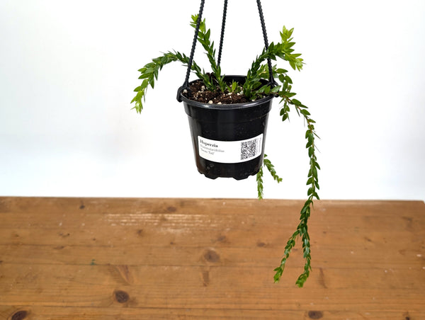 Huperzia Nummulariifolius 'Swan Tail'