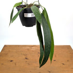Anthurium Wendlingeri - Exact Plant XL 8 Inch Basket #25A