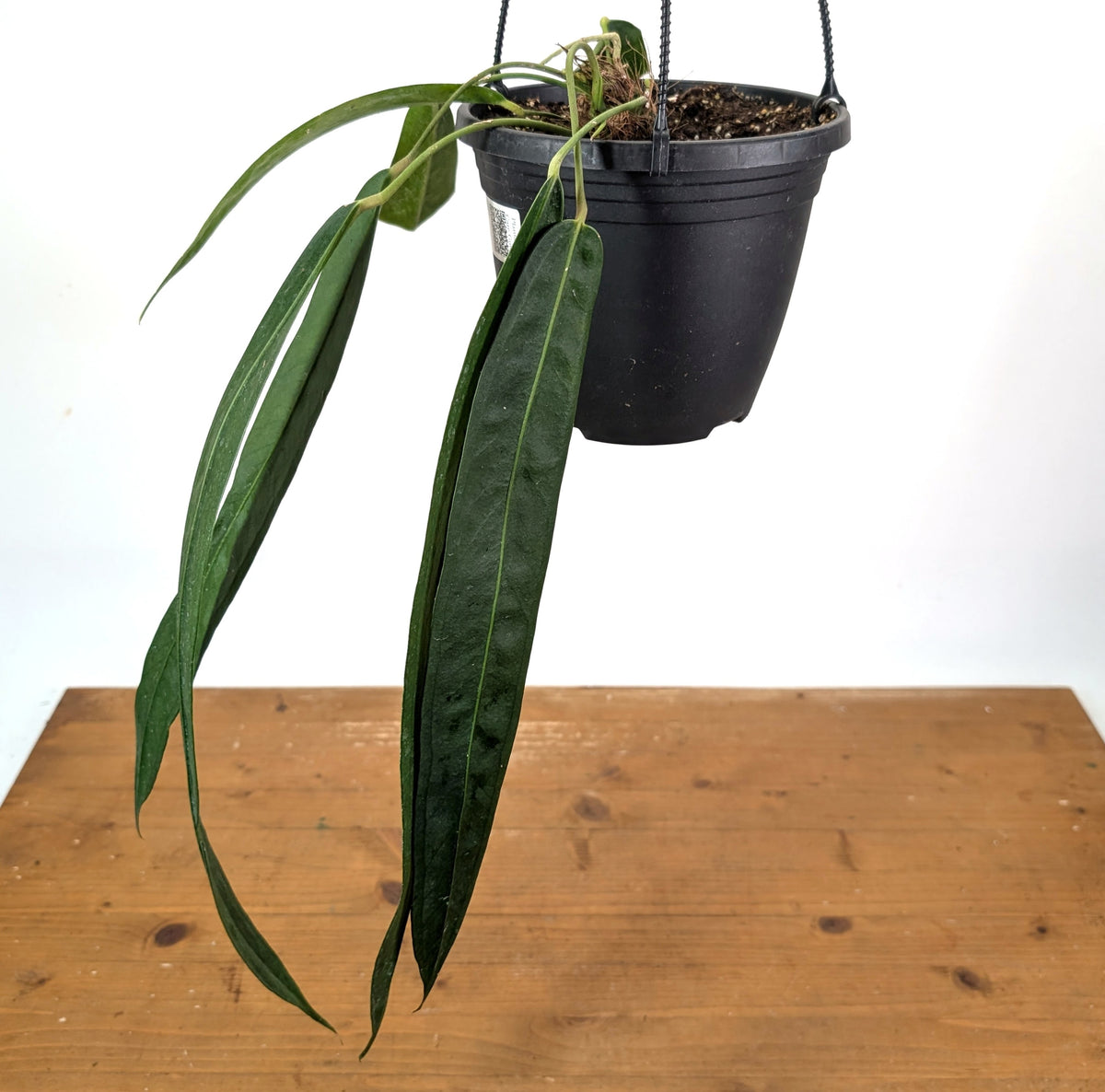 Anthurium Wendlingeri - Exact Plant XL 8 Inch Basket #25A