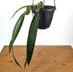 Anthurium Wendlingeri - Exact Plant XL 8 Inch Basket #25A