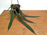 Anthurium Wendlingeri - Exact Plant XL 8 Inch Basket #25A