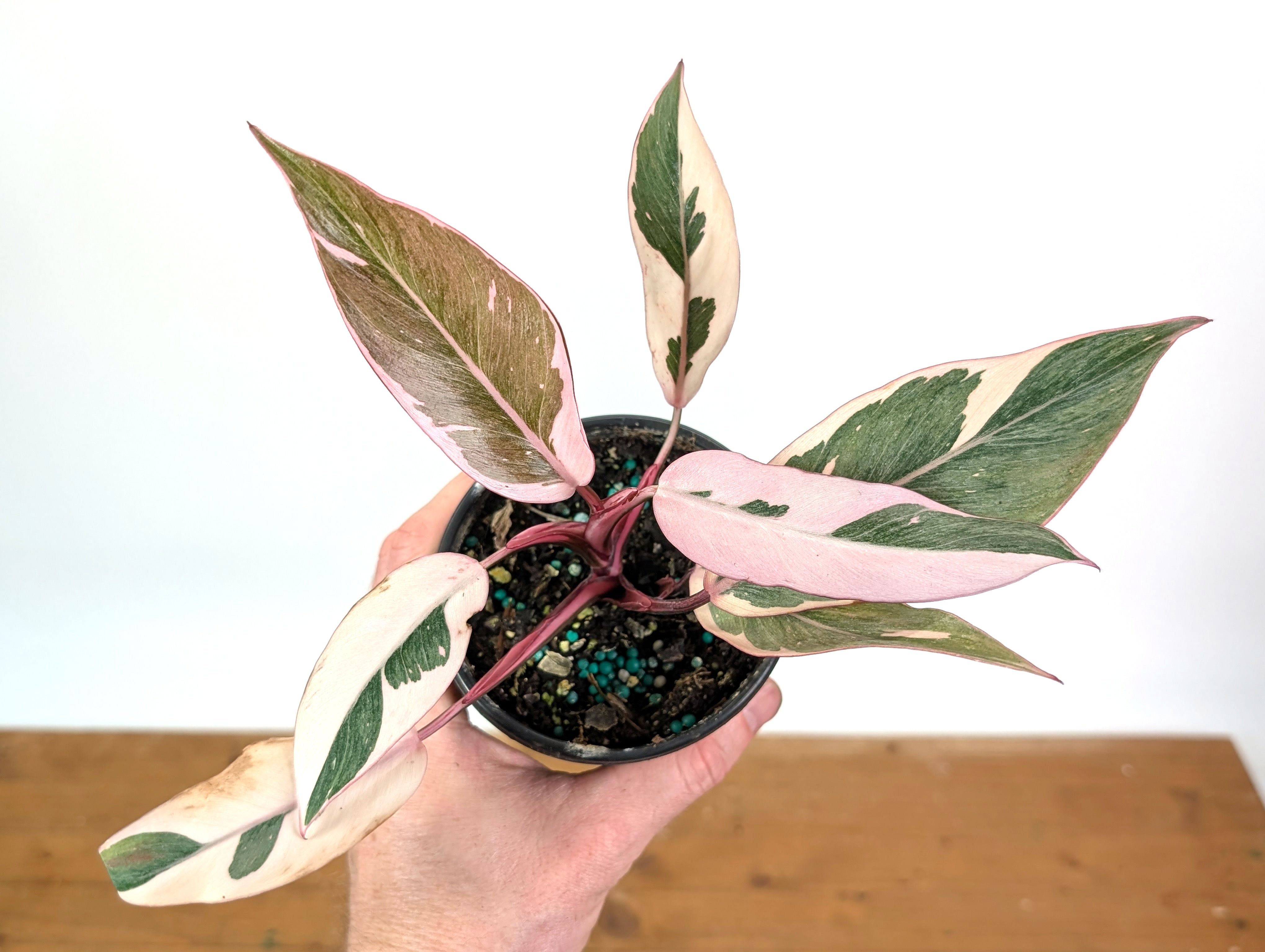Philodendron Pink Princess Mutation - Exact Plant #25A - 4