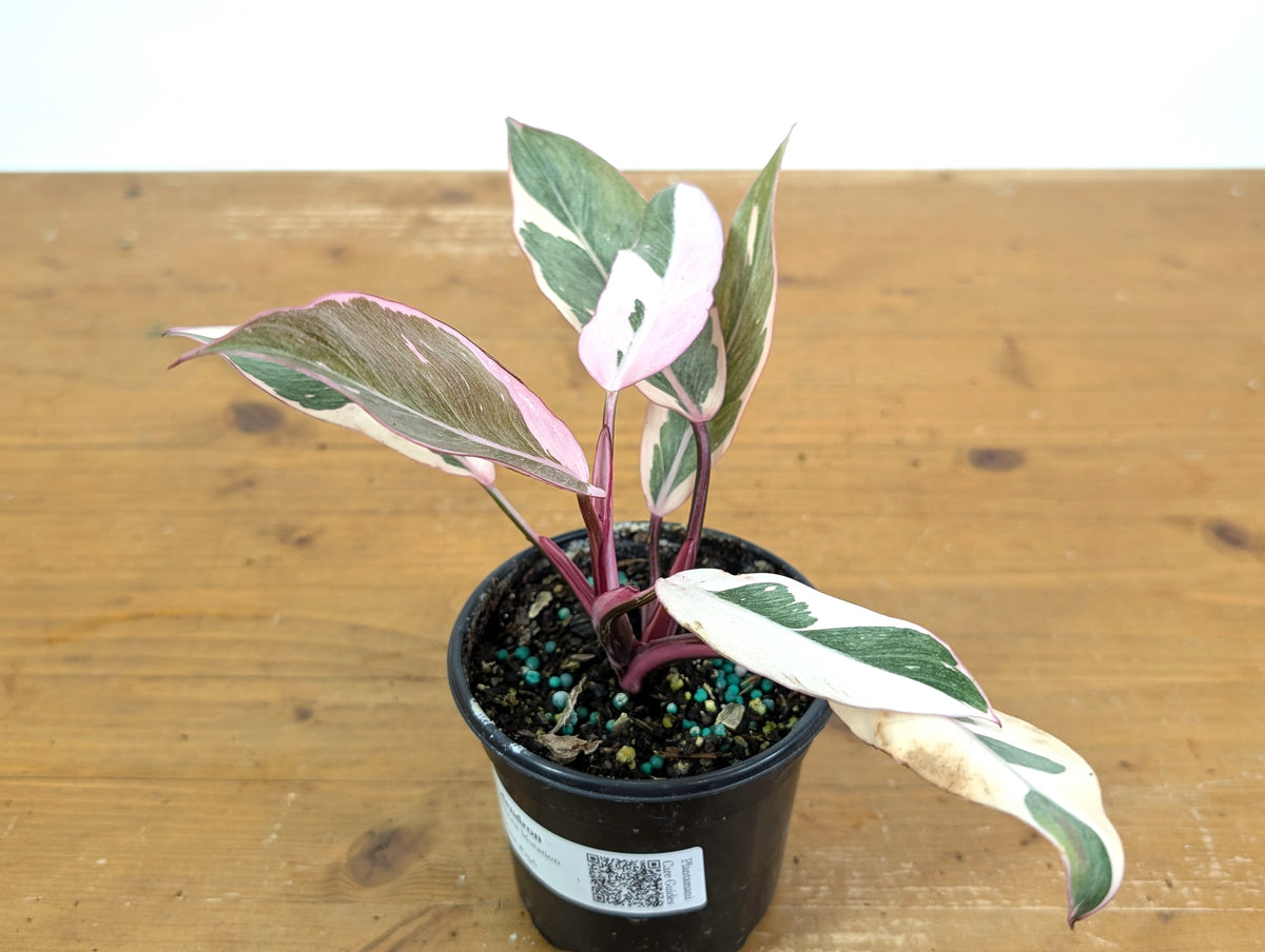 Philodendron Pink Princess Mutation - Exact Plant #25A - 4" pot