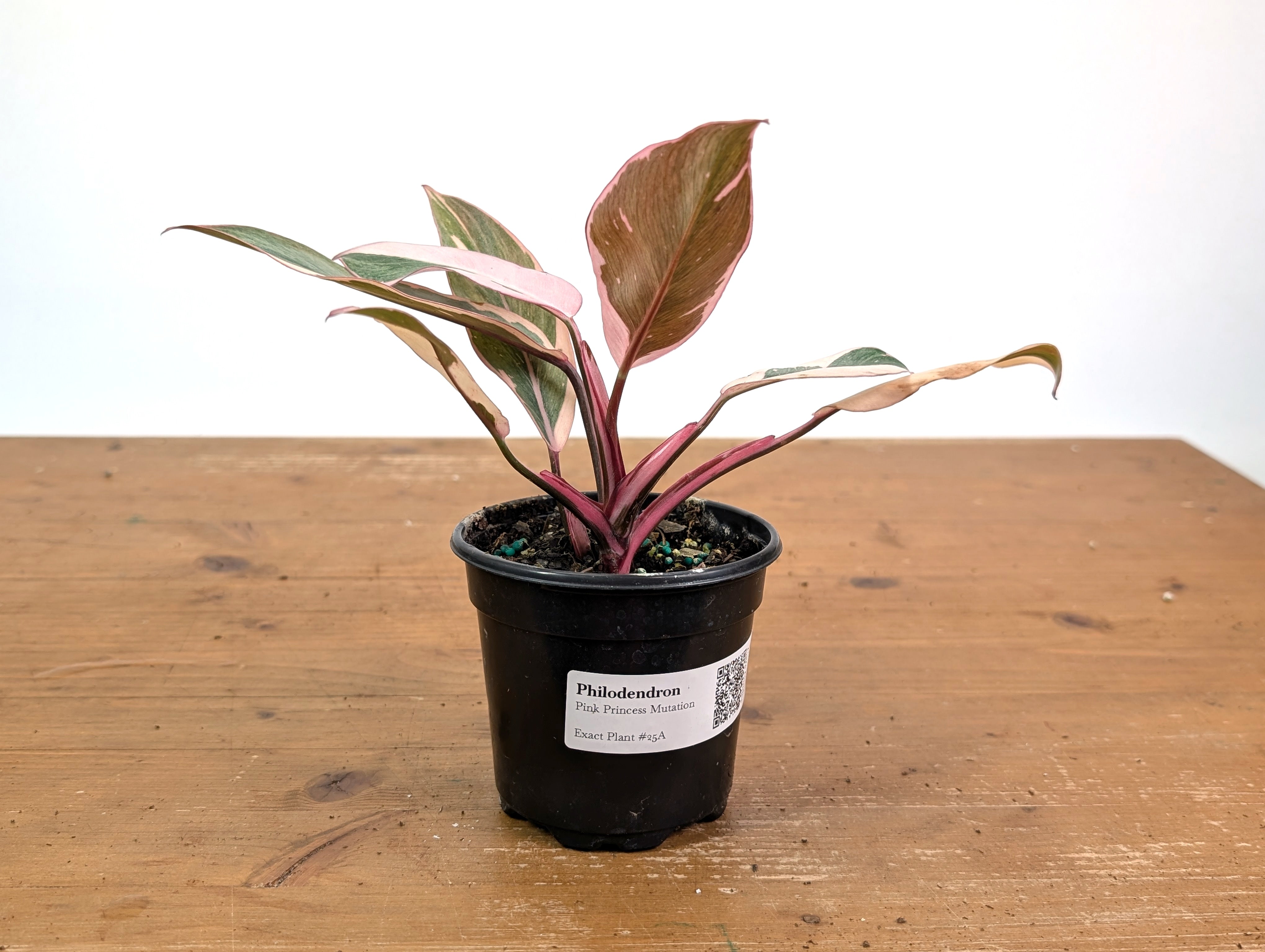 Philodendron Pink Princess Mutation - Exact Plant #25A - 4