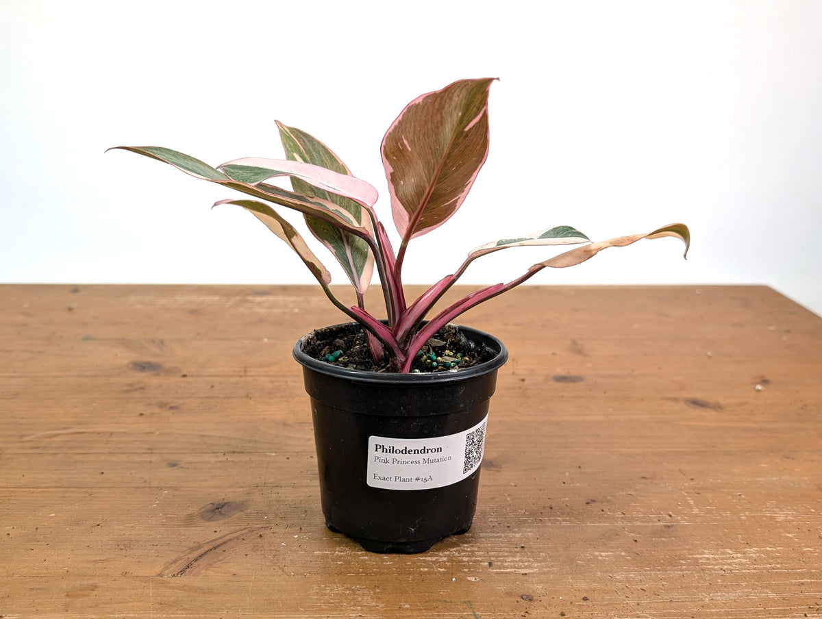 Philodendron Pink Princess Mutation - Exact Plant #25A - 4" pot
