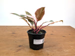 Philodendron Pink Princess Mutation - Exact Plant #25A - 4" pot