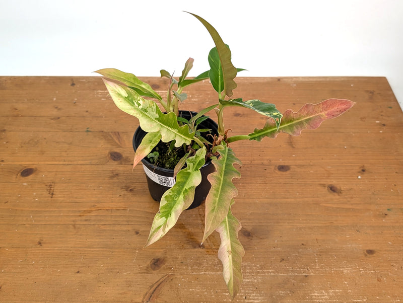 Philodendron Narrow 'Jungle Boogie' Pink Variegated - Exact Plant #25A - 6 inch pot