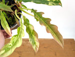 Philodendron Narrow 'Jungle Boogie' Pink Variegated - Exact Plant #25A - 6 inch pot