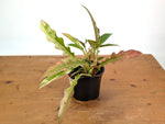 Philodendron Narrow 'Jungle Boogie' Pink Variegated - Exact Plant #25A - 6 inch pot